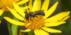 20230710 1677CPw [D~LIP] Jakobs-Greiskraut (Jacobaea vulgaris), Löcherbiene (Heriades truncorum), Bad Salzuflen