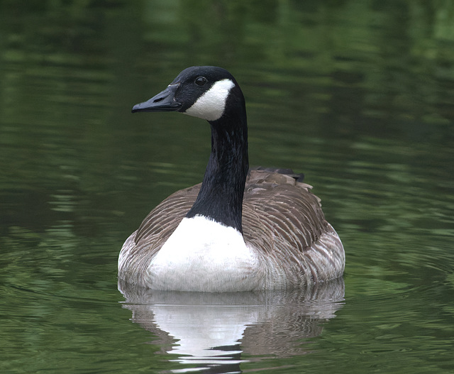 EF7A9660-CR2 DxO DeepPRIME Canada Goose