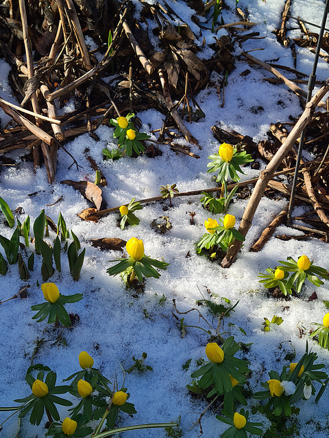 Blüten im Schattenspiel