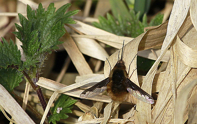 Bombyle