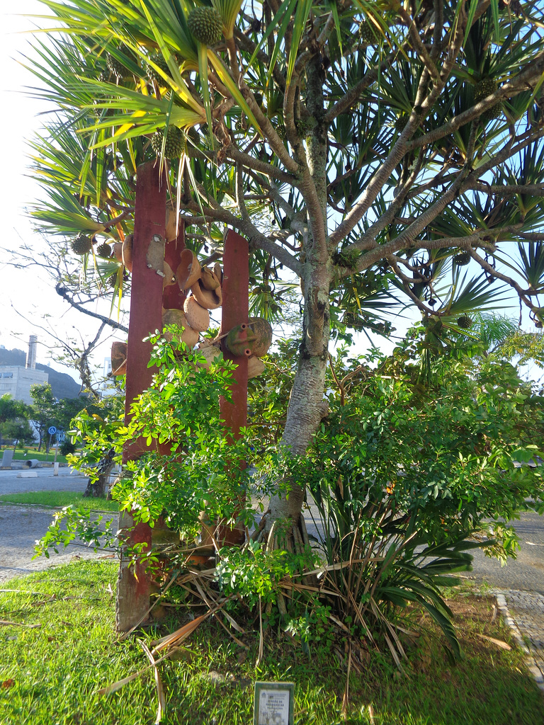 DSC06576 - escultura pinhão-de-Madagascar Pandanus utilis, Pandanaceae