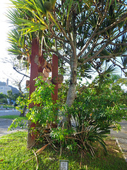 DSC06576 - escultura pinhão-de-Madagascar Pandanus utilis, Pandanaceae