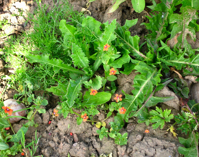 Scarlet Pimpernel