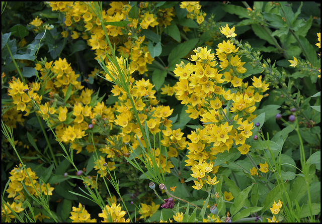 Lysimachia punctata - Lysimaque ponctuée