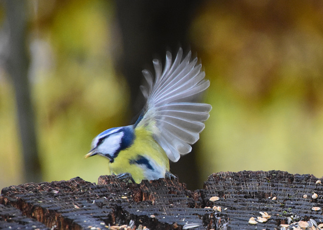 Blaumeise im Abflug