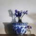 grape hyacinths, bluebells & violets