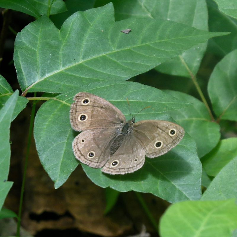 Little wood-satyr (dorsal side)