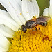 20200609 8288CPw [D~LIP] Insekt, Bad Salzuflen