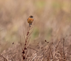 Stonechat