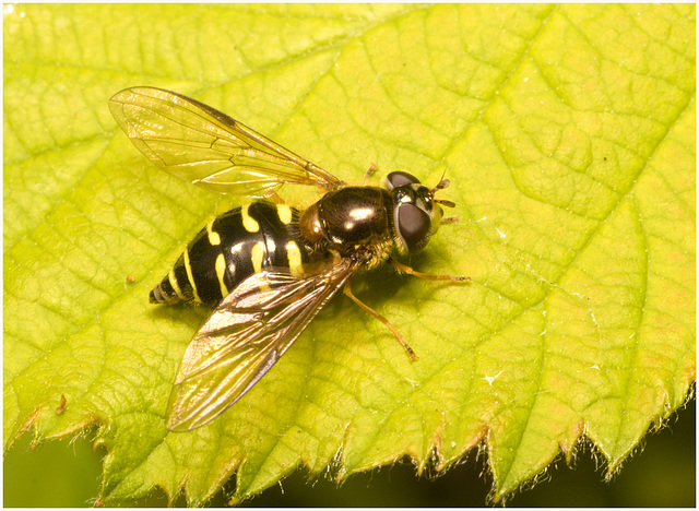 EF7A3644 Hoverfly