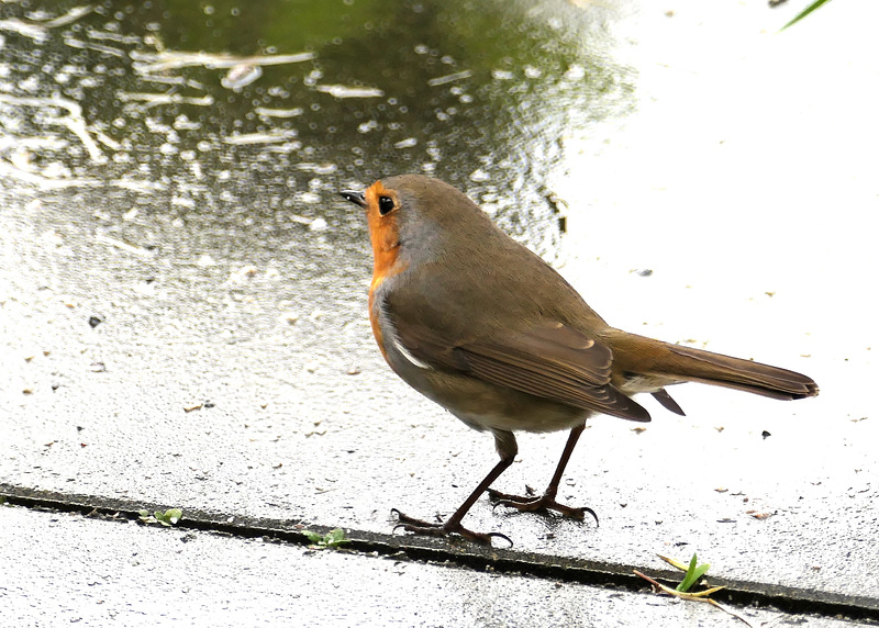 'Soo viel Wasser...'