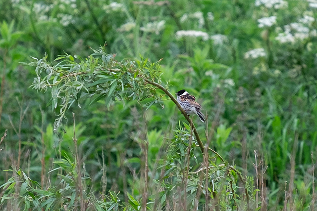 Reed Bunting