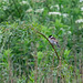 Reed Bunting