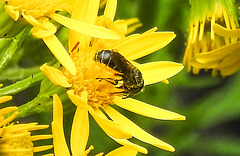 20230710 1678CPw [D~LIP] Jakobs-Greiskraut (Jacobaea vulgaris), Löcherbiene (Heriades truncorum), Bad Salzuflen