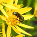 20230710 1678CPw [D~LIP] Jakobs-Greiskraut (Jacobaea vulgaris), Löcherbiene (Heriades truncorum), Bad Salzuflen