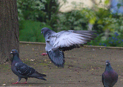 EF7A9681 Pigeon