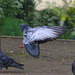 EF7A9681 Pigeon