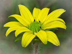 Mohr’s Rosinweed