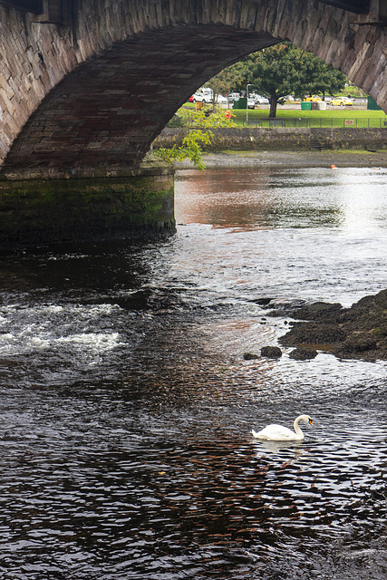 Mute Swan at Dumbarton Bridge