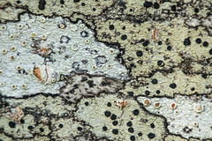 Lichen on our pear tree