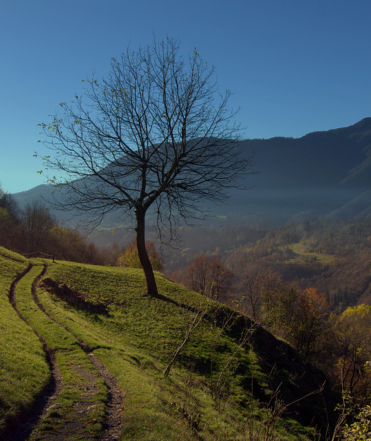 Fraggio - L'autunno malato