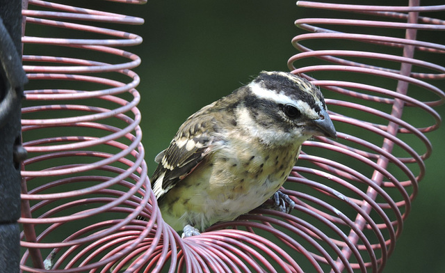 Rose-breasted Grosbeaks