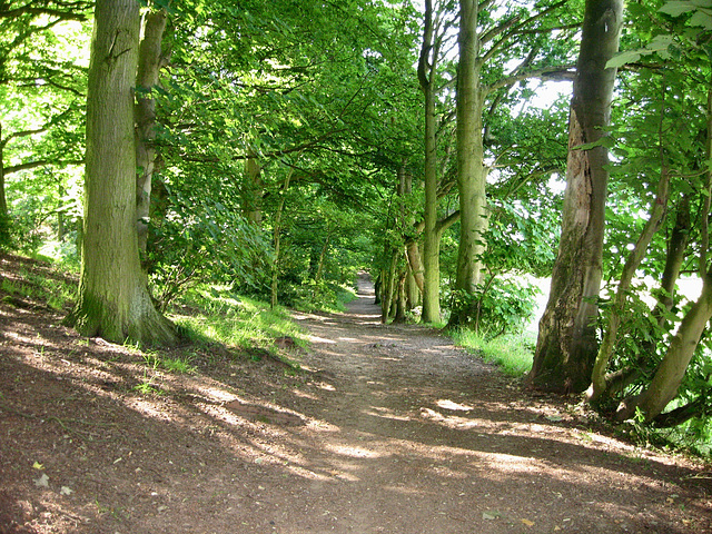 Footpath alongside Ridgehill Wood