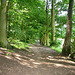Footpath alongside Ridgehill Wood