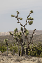 Joshua Trees