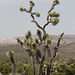 Joshua Trees