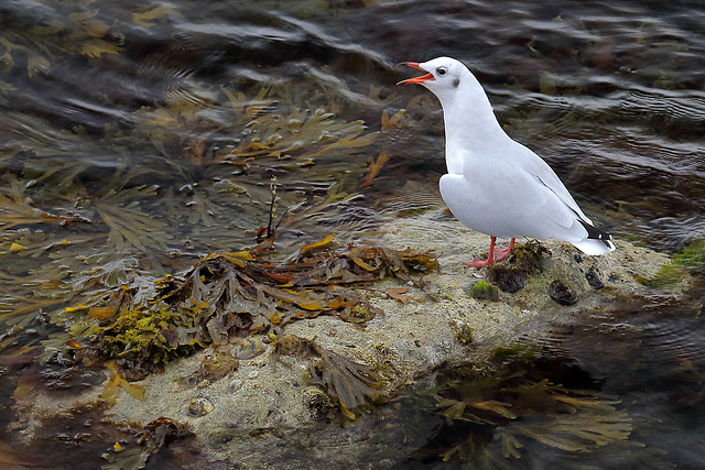 EOS 60D Unknown 2019 09 16 00692 BlackHeadedGull dpp