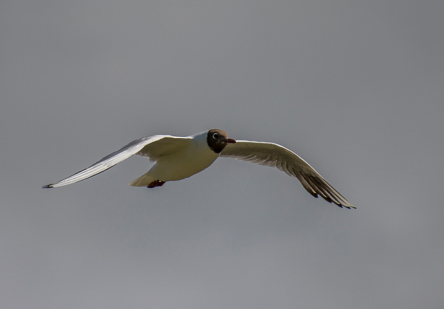 Gull in flight3