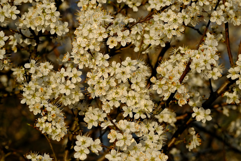 Wildkirschblüten