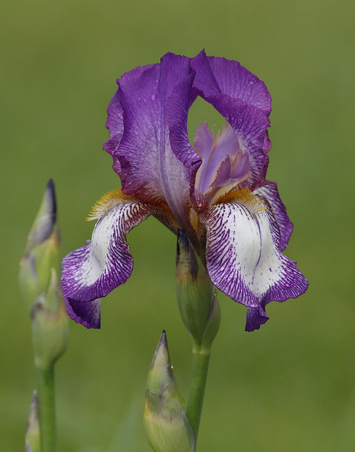 iris