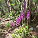 Knabenkraut (Dactylorhiza)