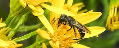 20230710 1679CPw [D~LIP] Jakobs-Greiskraut (Jacobaea vulgaris), Löcherbiene (Heriades truncorum), Bad Salzuflen