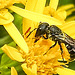 20230710 1679CPw [D~LIP] Jakobs-Greiskraut (Jacobaea vulgaris), Löcherbiene (Heriades truncorum), Bad Salzuflen