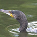 EF7A9710-CR2 DxO DeepPRIME -2Cormorantv2