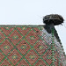 Storchennest auf Kirchendach