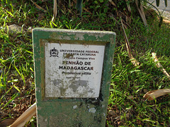 DSC06577 - pinhão-de-Madagascar Pandanus utilis, Pandanaceae