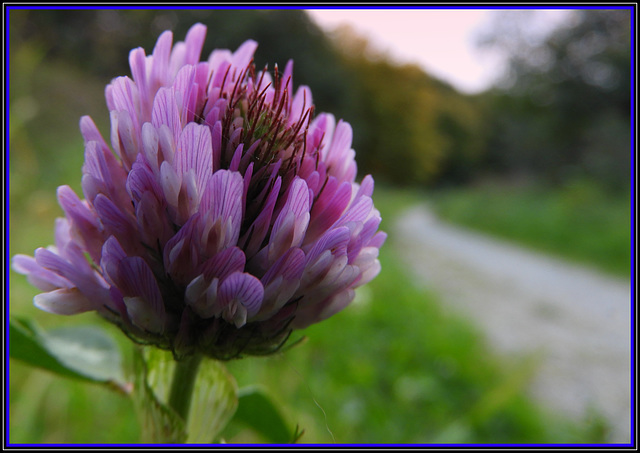 Lilac  beauty