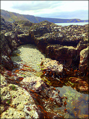 Rock pool, Greenbank Cove