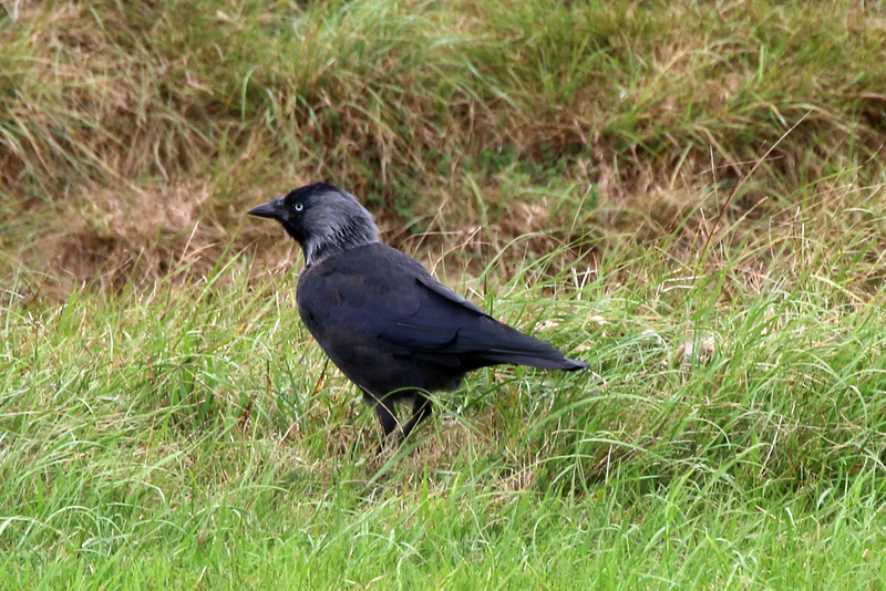 Jackdaw