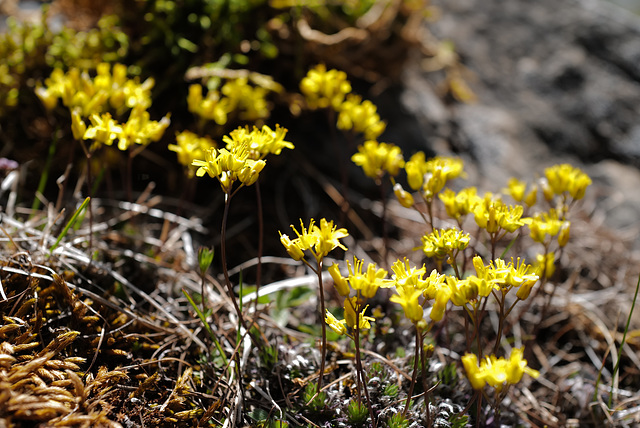 Draba aizoides, Brassicaceae, Alpes FR