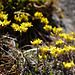 Draba aizoides, Brassicaceae, Alpes FR