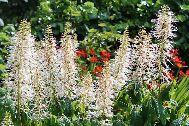 Bottlebrush buckeye