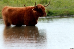 Highland Cattle Le Crotoy