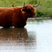 Highland Cattle Le Crotoy