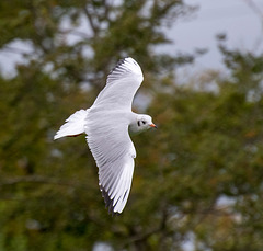 Gull in flight5