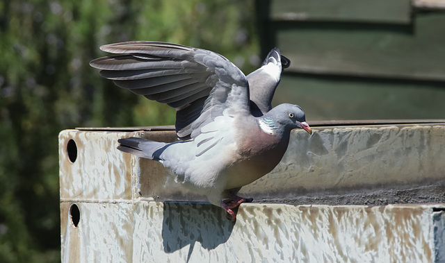 IMG 9301Pigeon